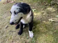 Nate, a male Australian Shepherd for sale in Burlington, CT – Photo 8 of 8