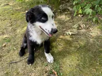 Nate, a male Australian Shepherd for sale in Burlington, CT – Photo 6 of 8