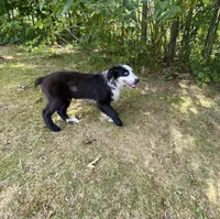 Nate, a male Australian Shepherd for sale in Burlington, CT – Photo 3 of 8