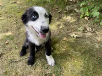 Nate, a male Australian Shepherd for sale in Burlington, CT – Photo 5 of 8