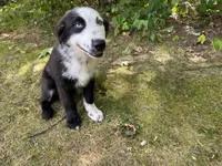Nate, a male Australian Shepherd for sale in Burlington, CT – Photo 7 of 8