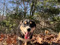 Bell, a female Aussiedoodle for sale in Burlington, CT – Photo 9 of 9