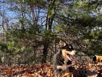 Bell, a female Aussiedoodle for sale in Burlington, CT – Photo 6 of 9