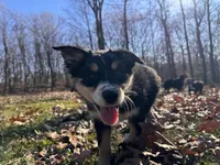 Bell, a female Aussiedoodle for sale in Burlington, CT – Photo 5 of 9