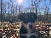 Bell, a female Aussiedoodle for sale in Burlington, CT – Photo 7 of 9