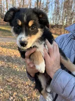 Bell, a female Aussiedoodle for sale in Burlington, CT – Photo 1 of 9