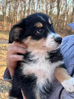 Bell, a female Aussiedoodle for sale in Burlington, CT – Photo 4 of 9
