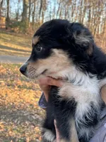 Bell, a female Aussiedoodle for sale in Burlington, CT – Photo 3 of 9