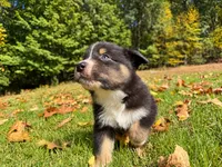 Magic, a male Australian Shepherd for sale in Burlington, CT – 3 of 10