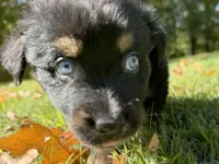 Echo, a male Australian Shepherd for sale in Burlington, CT – 10 of 10