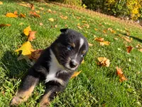 Ranger , a male Australian Shepherd for sale in Burlington, CT – 5 of 10