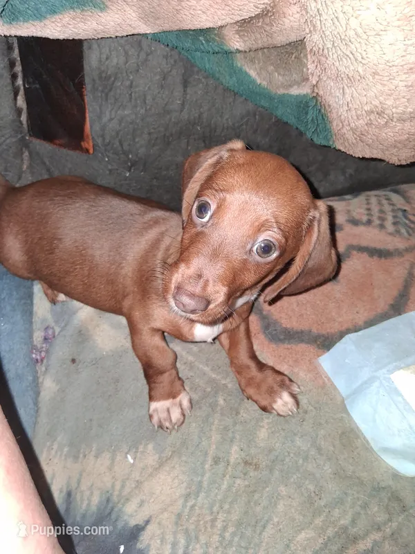 Red piebald no AKC papers  – Miniature Dachshund puppy for sale in Punxsutawney, PA