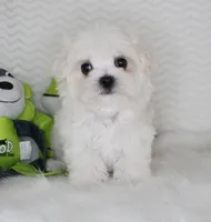 Toy size Fluffy, a male Maltese for sale in Littlerock, CA – 3 of 4