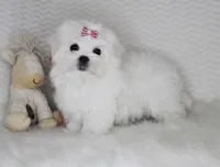 Toy size Reina, a female Maltese for sale in Littlerock, CA – 3 of 3