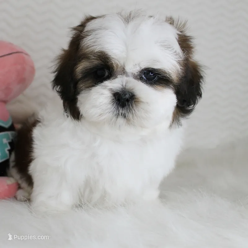 Cookie – Shih Tzu puppy for sale in Littlerock, CA