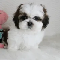 Cookie, a male Shih Tzu for sale in Littlerock, CA – 1 of 4