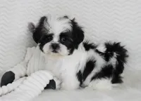 Princess, a female Shih Tzu for sale in Littlerock, CA – 2 of 4