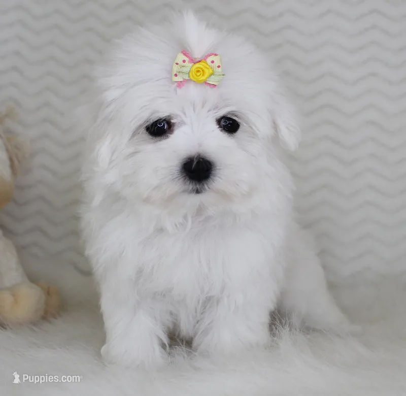 Toy size Snowie – Maltese puppy for sale in Littlerock, CA