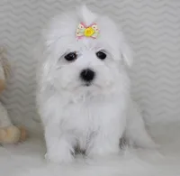 Toy size Snowie, a female Maltese for sale in Littlerock, CA – 1 of 4