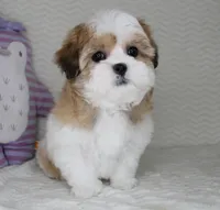 Princess, a female Shih Tzu for sale in Littlerock, CA – Photo 2 of 4