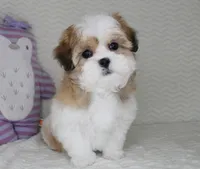 Princess, a female Shih Tzu for sale in Littlerock, CA – Photo 3 of 4