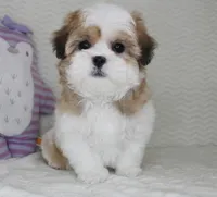 Princess, a female Shih Tzu for sale in Littlerock, CA – Photo 4 of 4