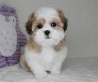 Princess, a female Shih Tzu for sale in Littlerock, CA – Photo 1 of 4