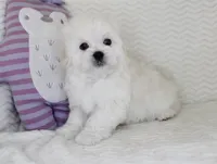 Toy size Snowie, a male Maltese for sale in Littlerock, CA – Photo 3 of 4