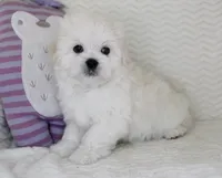 Toy size Snowie, a male Maltese for sale in Littlerock, CA – Photo 2 of 4