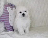 Toy size Snowie, a male Maltese for sale in Littlerock, CA – Photo 4 of 4