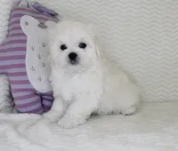 Toy size Snowie, a male Maltese for sale in Littlerock, CA – Photo 1 of 4