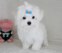 Toy size Snowie, a male Maltese for sale in Littlerock, CA – Photo 4 of 4