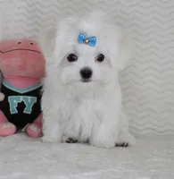 Toy size Snowie, a male Maltese for sale in Littlerock, CA – Photo 3 of 4