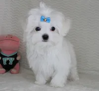 Toy size Snowie, a male Maltese for sale in Littlerock, CA – Photo 2 of 4