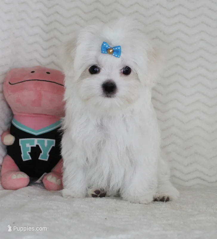 Toy size Snowie, a male Maltese for sale in Littlerock, CA – Photo 1 of 4