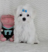 Toy size Snowie, a male Maltese for sale in Littlerock, CA – Photo 1 of 4
