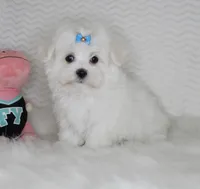 Toy size Teddy bear, a male Maltese for sale in Littlerock, CA – 4 of 4