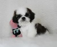 Cream, a female Shih Tzu for sale in Littlerock, CA – 2 of 4