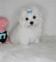 Toy size Teddy bear, a male Maltese for sale in Littlerock, CA – 2 of 4