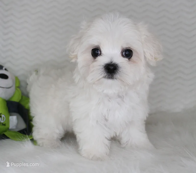 Toy size Fluffy – Maltese puppy for sale in Littlerock, CA