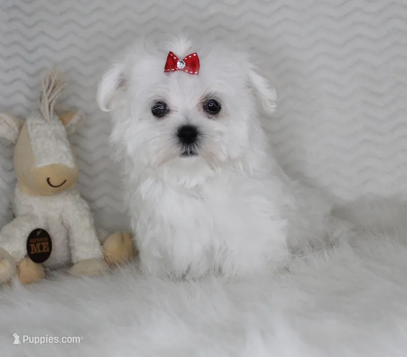 Toy size Isabel – Maltese puppy for sale in Littlerock, CA