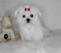 Toy size Isabel, a female Maltese for sale in Littlerock, CA – 1 of 4