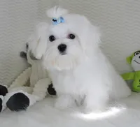 Toy size Snowie, a male Maltese for sale in Littlerock, CA – 3 of 4