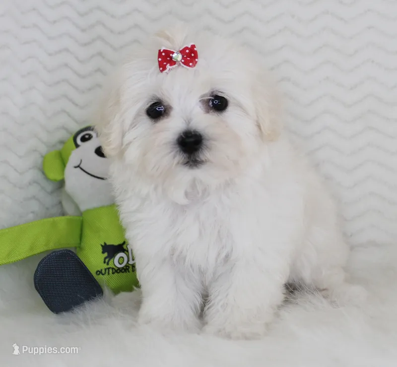Ellie – Maltese puppy for sale in Littlerock, CA