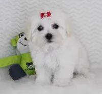 Ellie, a female Maltese for sale in Littlerock, CA – 3 of 4