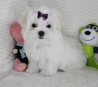 Toy size Fluffy, a male Maltese for sale in Littlerock, CA – Photo 4 of 4