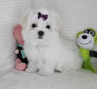Toy size Fluffy, a male Maltese for sale in Littlerock, CA – Photo 2 of 4