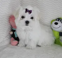 Toy size Fluffy, a male Maltese for sale in Littlerock, CA – Photo 3 of 4