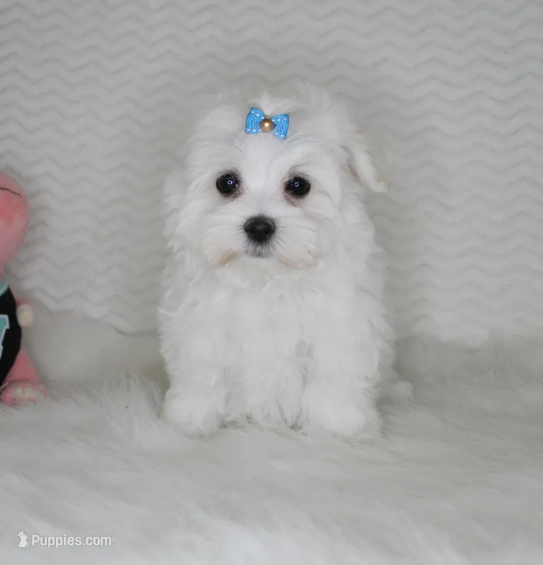 Toy size Teddy bear – Maltese puppy for sale in Littlerock, CA