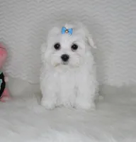 Toy size Teddy bear, a male Maltese for sale in Littlerock, CA – 1 of 4